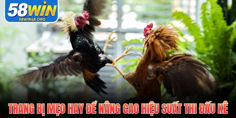 Đá Gà - Sức Hút Mãnh Liệt Từ Những Trận Đấu Gay Cấn Nhất 3 trang bi meo hay de nang cao hieu suat thi dau ke 1